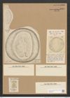 Campylodiscus clypeus Ehr. (de-Toni-Nr.: Genus 57, Species 2452) Zeichnungen Sammlung Grunow Nr. 4939 (NHMW-BOT-W0373152)